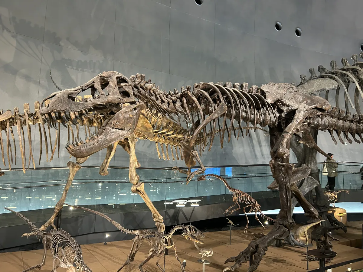 ティラノサウルスの全身骨格標本